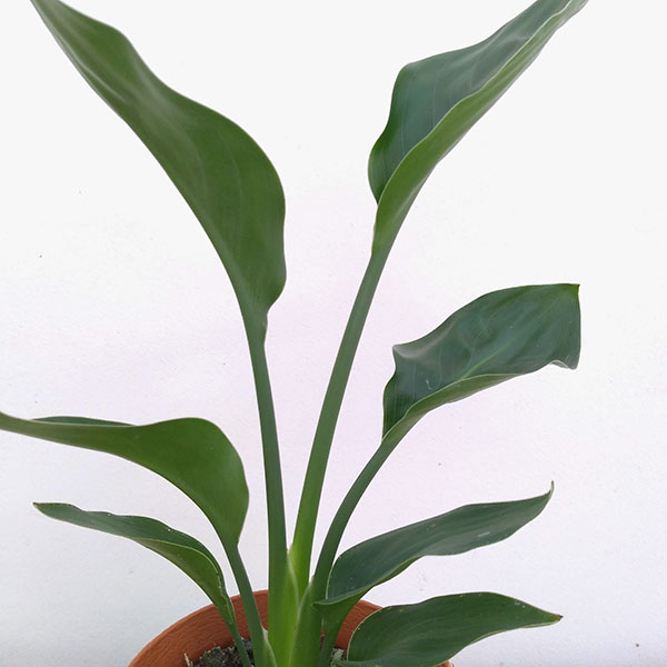 ストレリチア：ユンケア（ノンリーフ)4号