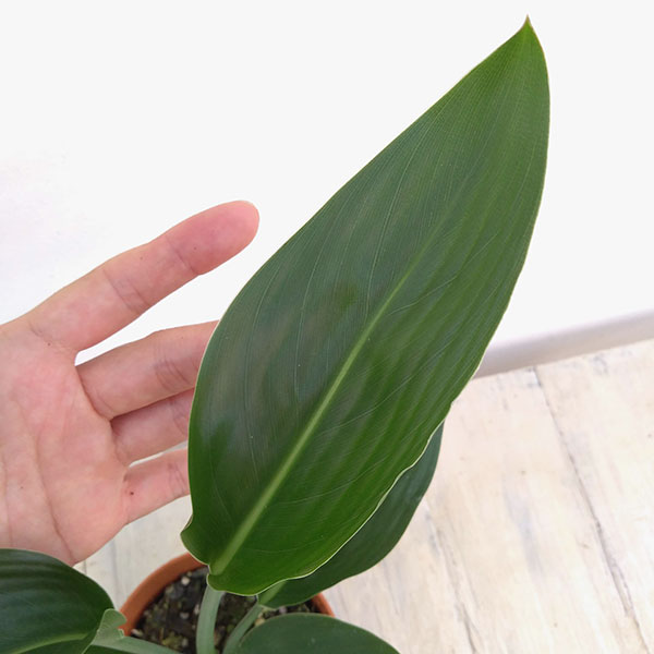 ストレリチア：ユンケア（ノンリーフ)4号