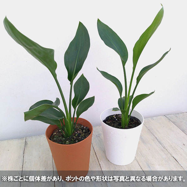 ストレリチア：ユンケア（ノンリーフ)4号