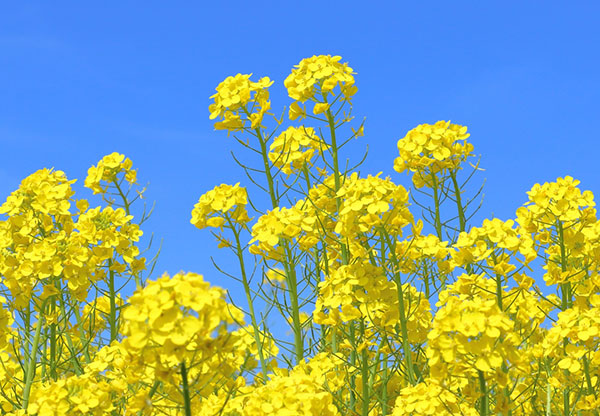 菜の花(ナノハナ)3-3.5号ポット 4株セット