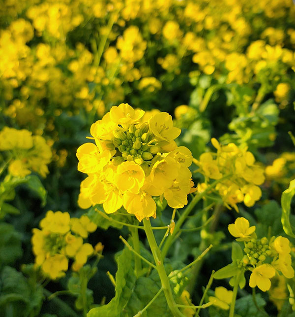 菜の花(ナノハナ)3-3.5号ポット 4株セット