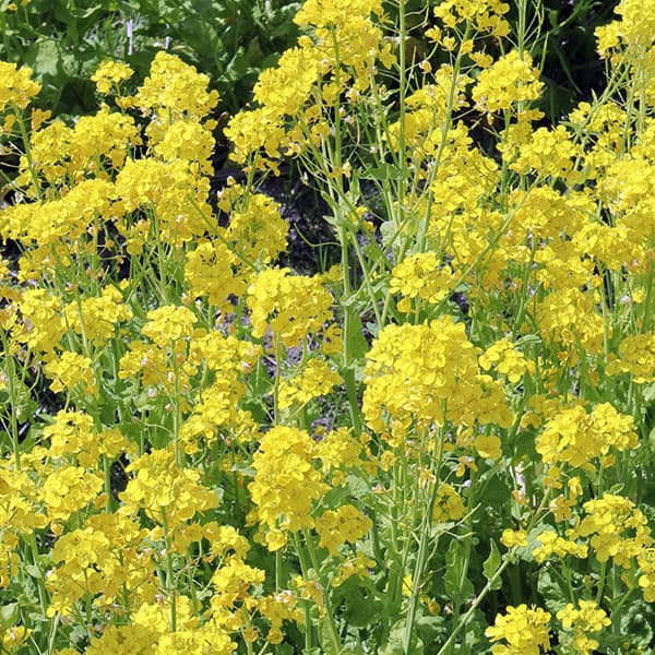 菜の花(ナノハナ)3-3.5号ポット 4株セット