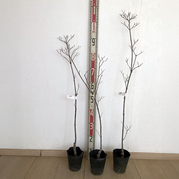 ヤマボウシ:七変化(しちへんげ)5号ポット