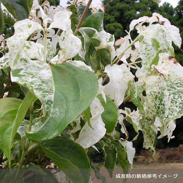 ヤマボウシ:七変化(しちへんげ)5号ポット