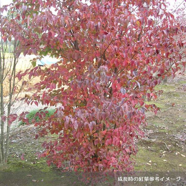 ヤマボウシ:七変化(しちへんげ)5号ポット