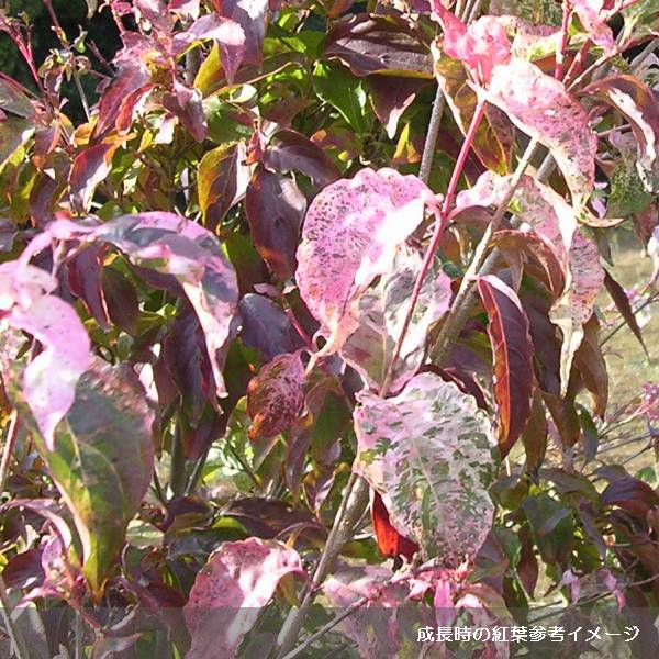 ヤマボウシ:七変化(しちへんげ)5号ポット