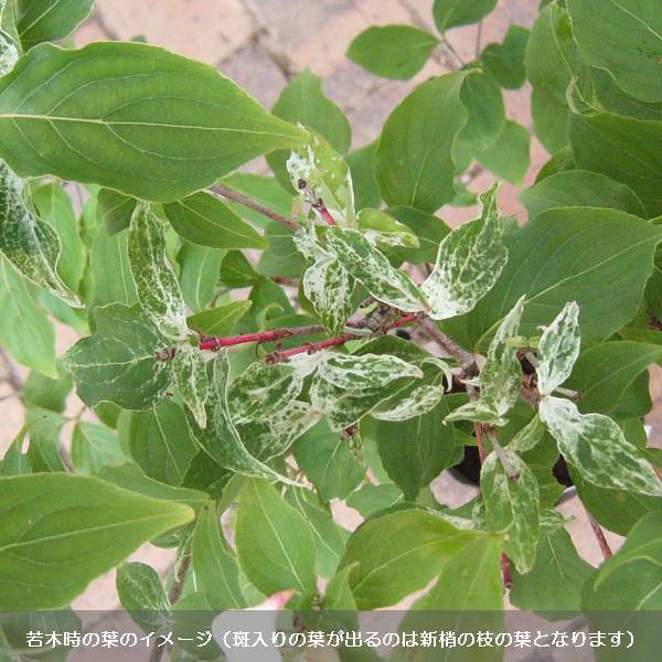 ヤマボウシ:七変化(しちへんげ)5号ポット