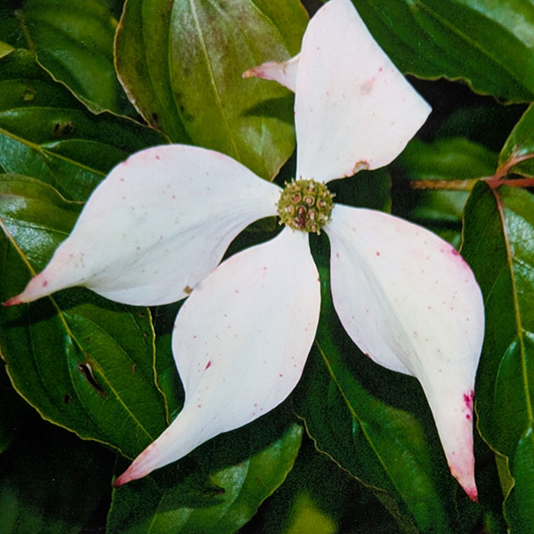 ヤマボウシ:七変化(しちへんげ)5号ポット