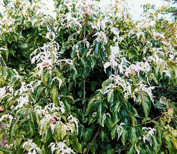 ヤマボウシ:七変化(しちへんげ)5号ポット