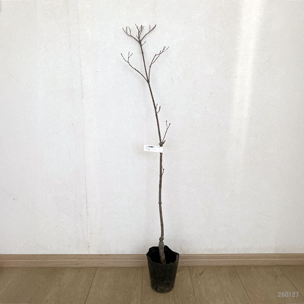 ヤマボウシ:七変化(しちへんげ)5号ポット