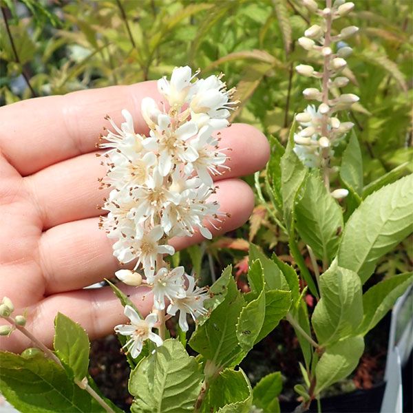 アメリカリョウブ：バニラスパイス3.5-4号ポット