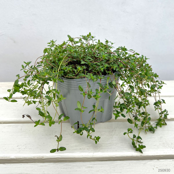 タイム(ほふく性):ロンギカウリス4号ポット