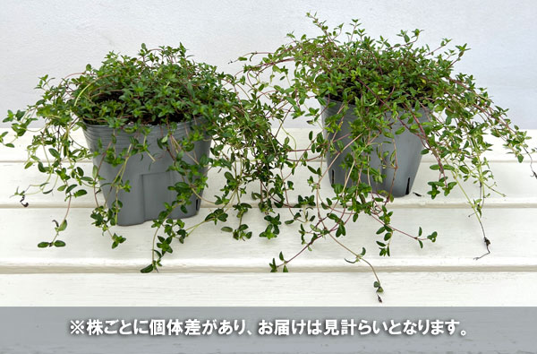 タイム(ほふく性):ロンギカウリス4号ポット