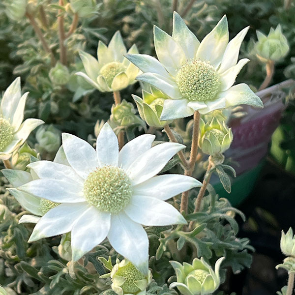 フランネルフラワー:天使のウインク3.5号ポット