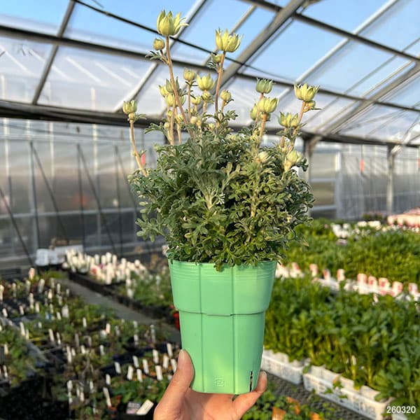 フランネルフラワー:天使のウインク3.5号ポット