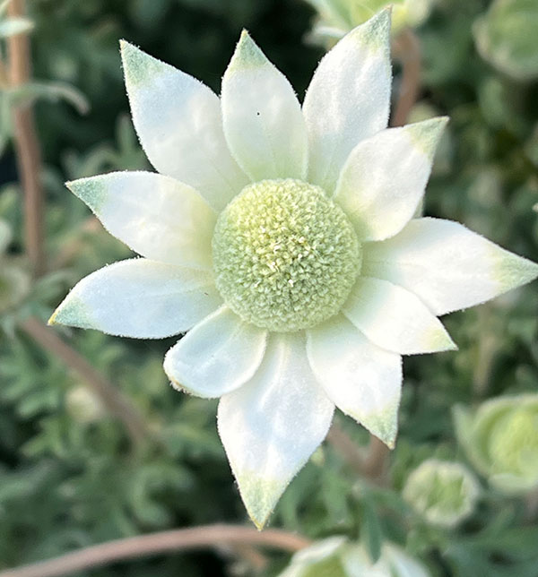 フランネルフラワー:天使のウインク3.5号ポット