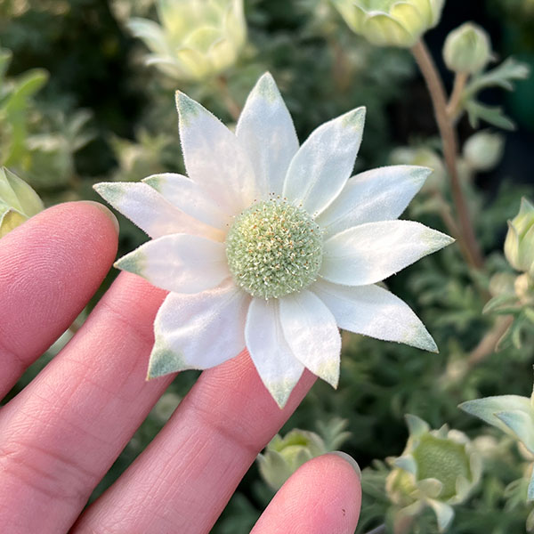 フランネルフラワー:天使のウインク3.5号ポット