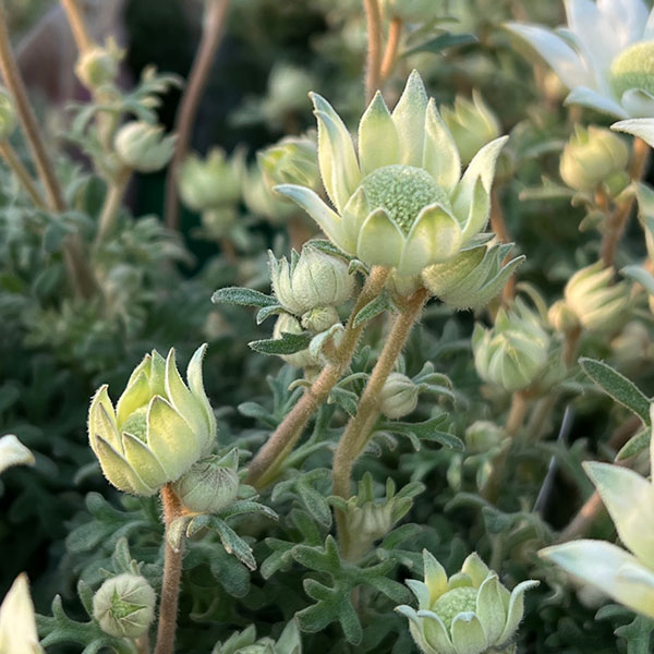 フランネルフラワー:天使のウインク3.5号ポット