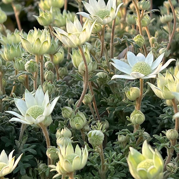 フランネルフラワー:天使のウインク3.5号ポット