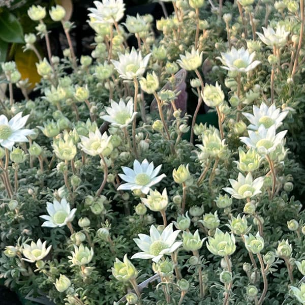 フランネルフラワー:天使のウインク3.5号ポット