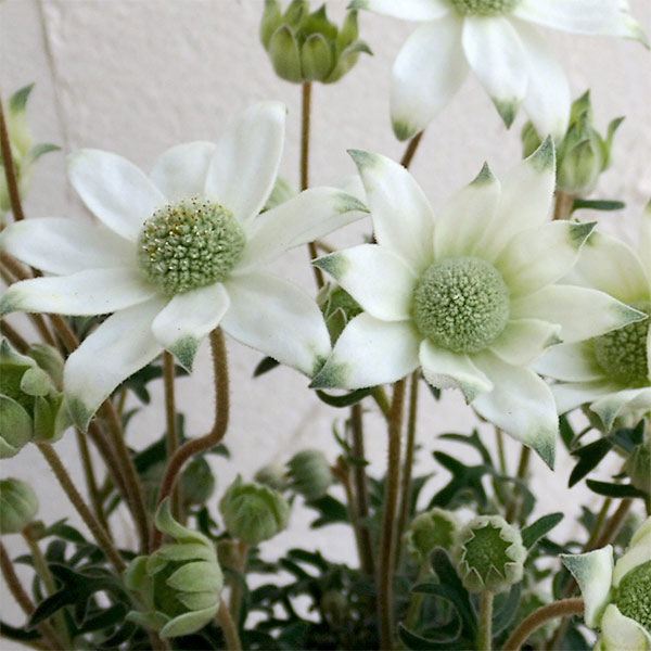 フランネルフラワー:天使のウインク3.5号ポット