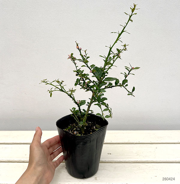 フィンガーライム（グリーン）4号ポット