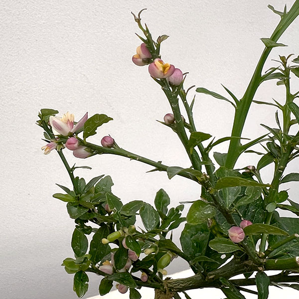 フィンガーライム（グリーン）4号ポット