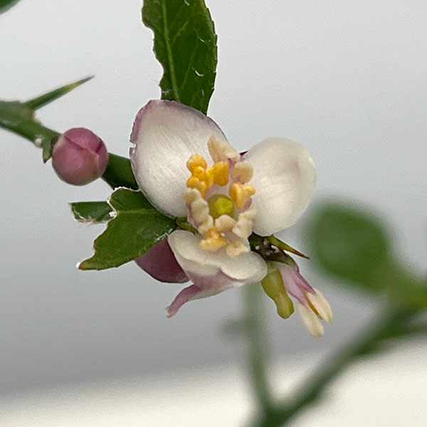 フィンガーライム（グリーン）4号ポット