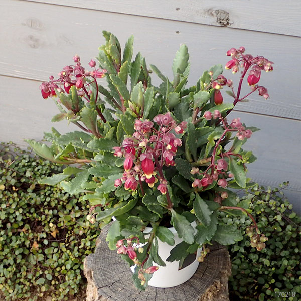 カランコエ・ウェンディ4.5号鉢植え