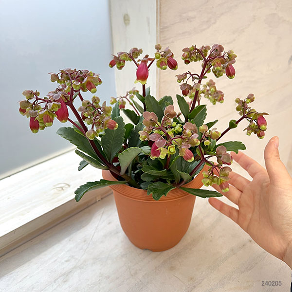 カランコエ・ウェンディ4.5号鉢植え
