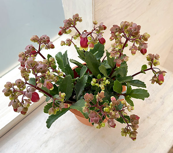 カランコエ・ウェンディ4.5号鉢植え
