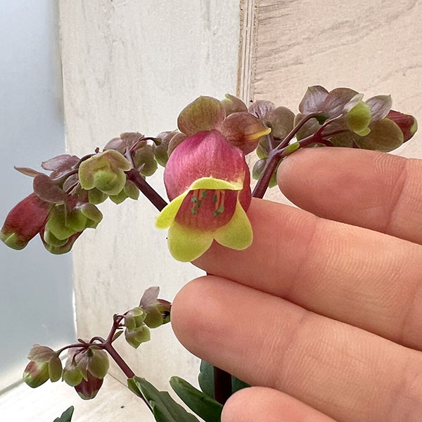 カランコエ・ウェンディ4.5号鉢植え