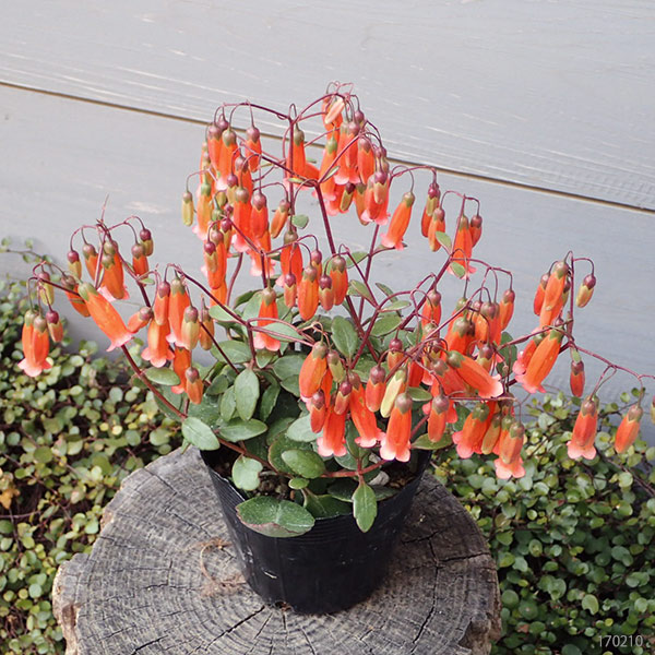 カランコエ・テッサ3.5号ポット