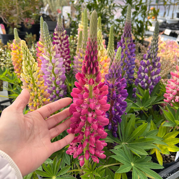 (わけあり特価)ルピナス:リリアン花色ミックス3.5号ポット