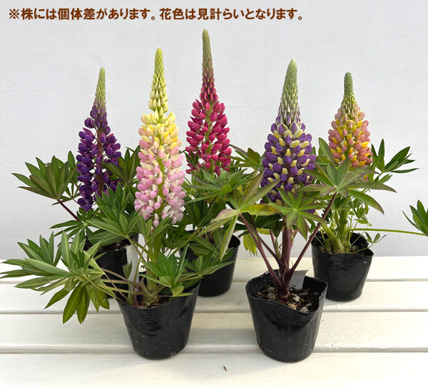 (わけあり特価)ルピナス:リリアン花色ミックス3.5号ポット