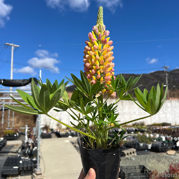 (わけあり特価)ルピナス:リリアン花色ミックス3.5号ポット