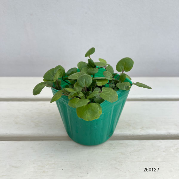 クレソンの苗3号ポット