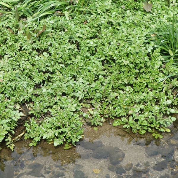 クレソンの苗3号ポット