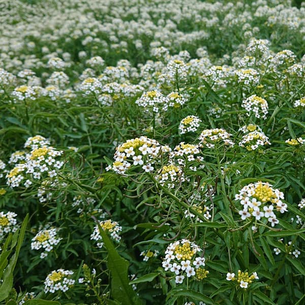 クレソンの苗3号ポット