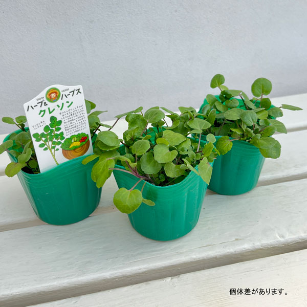クレソンの苗3号ポット
