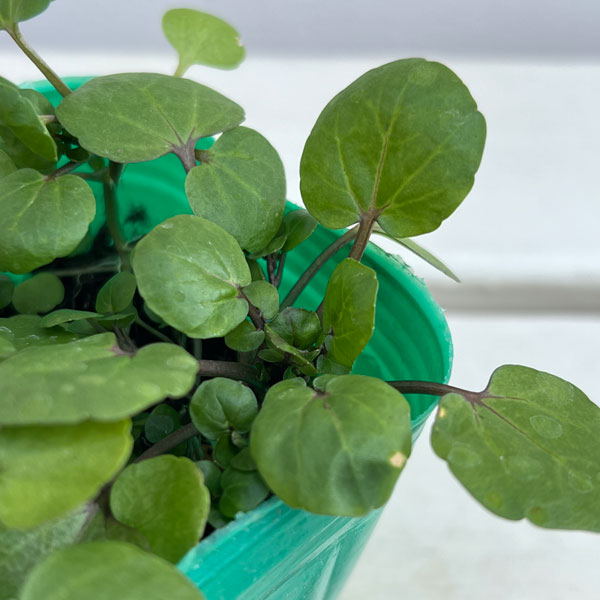 クレソンの苗3号ポット