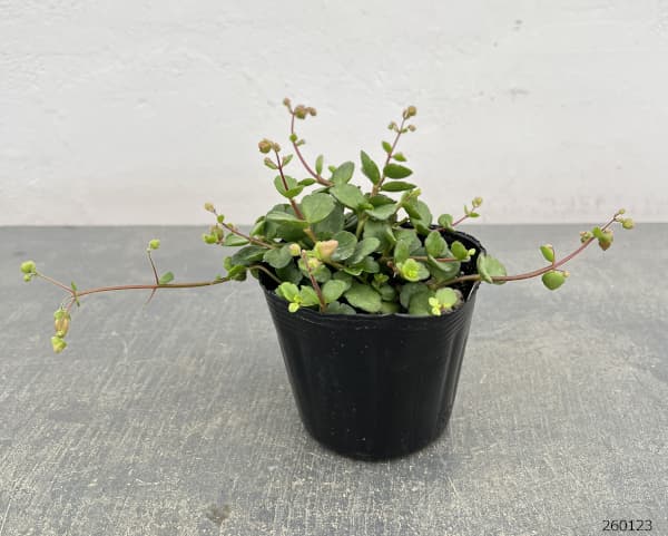 カランコエ・フィフィ3.5号ポット