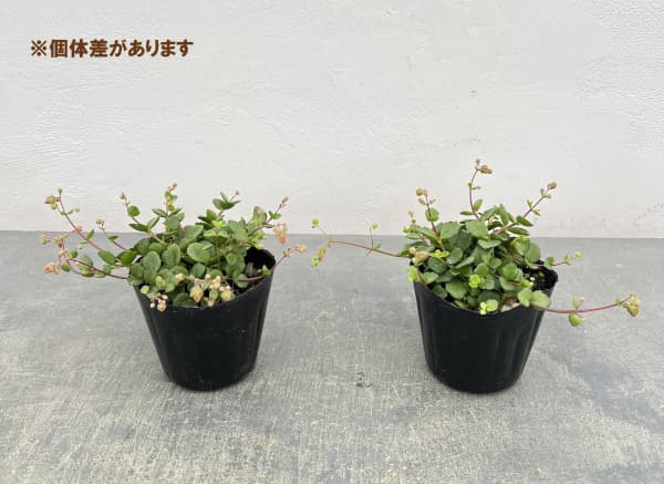 カランコエ・フィフィ3.5号ポット