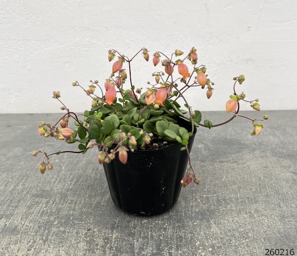 カランコエ・フィフィ3.5号ポット