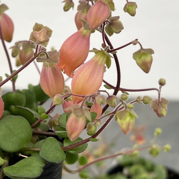 カランコエ・フィフィ3.5号ポット