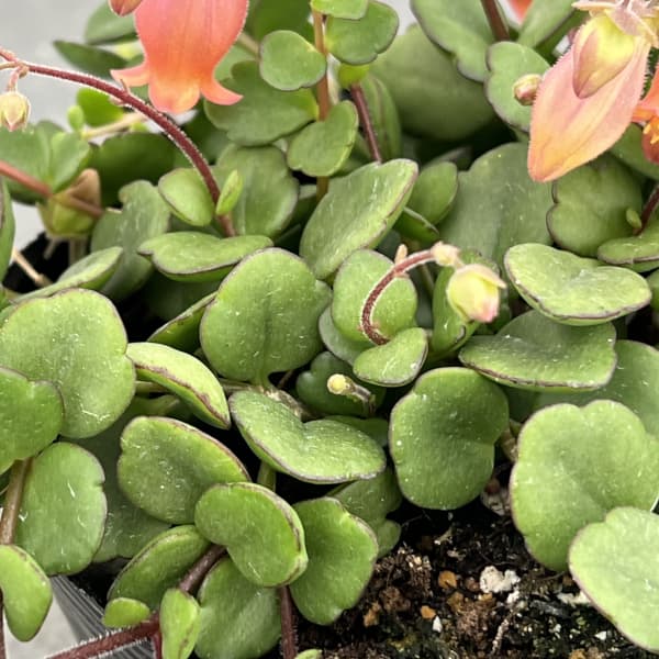 カランコエ・フィフィ3.5号ポット