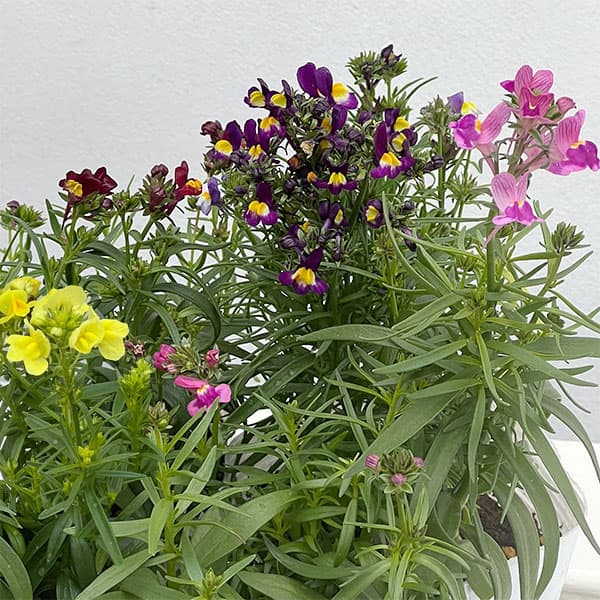 リナリア グッピー花色ミックス3-3.5号ポット 6株セット