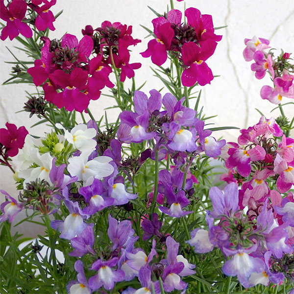 リナリア グッピー花色ミックス3-3.5号ポット 4株セット