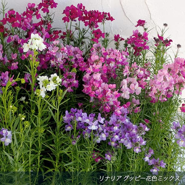 リナリア グッピー花色ミックス3-3.5号ポット 4株セット