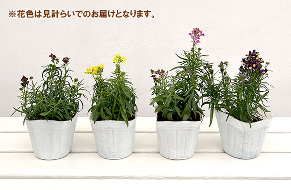 リナリア グッピー花色ミックス3-3.5号ポット 6株セット